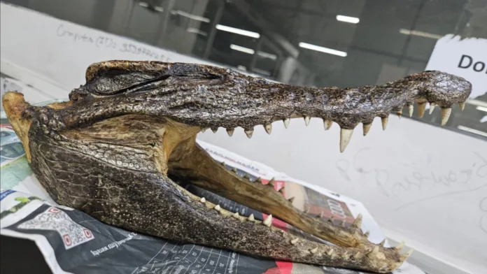 Customs Dept. Arrests Canadian Man For Carrying Crocodile Skull
