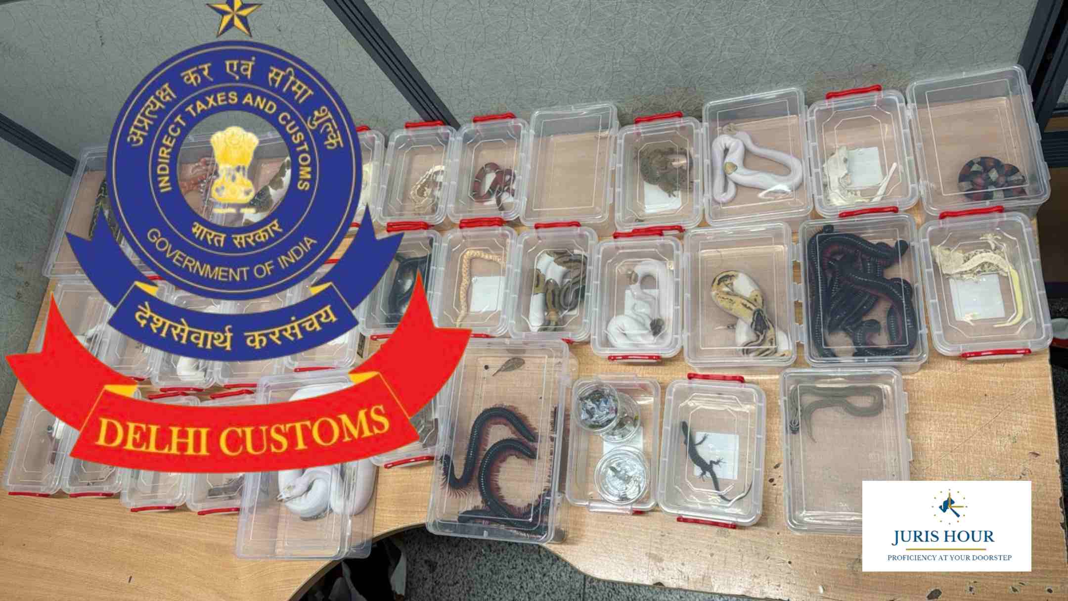 Customs Intercepts Exotic Wildlife Smuggling At IGI Airport Customs Intercepts Exotic Wildlife Smuggling At IGI Airport
