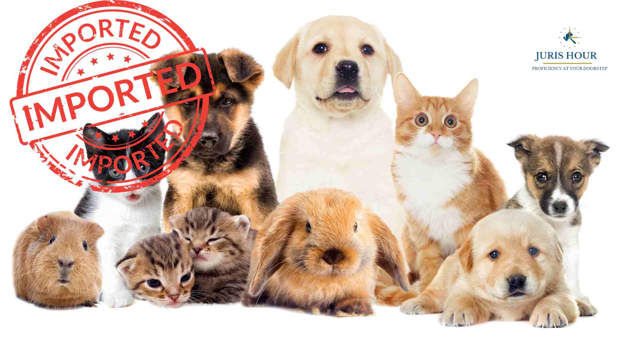 CBIC Relaxes Pet Import Regulations: Streamlined Quarantine Clearance for Pet Owners CBIC Relaxes Pet Import Regulations: Streamlined Quarantine Clearance for Pet Owners