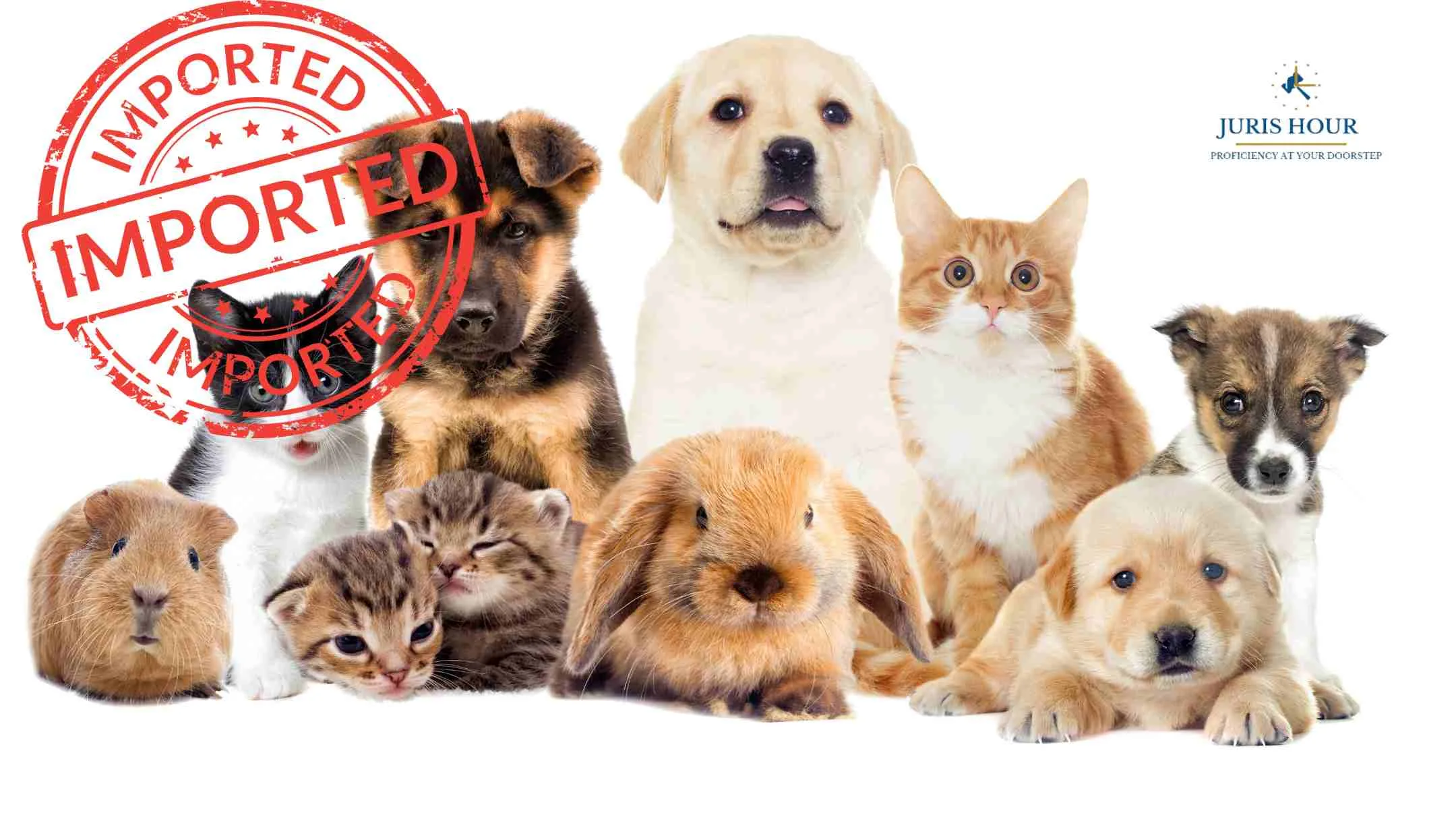 CBIC Relaxes Pet Import Regulations: Streamlined Quarantine Clearance for Pet Owners