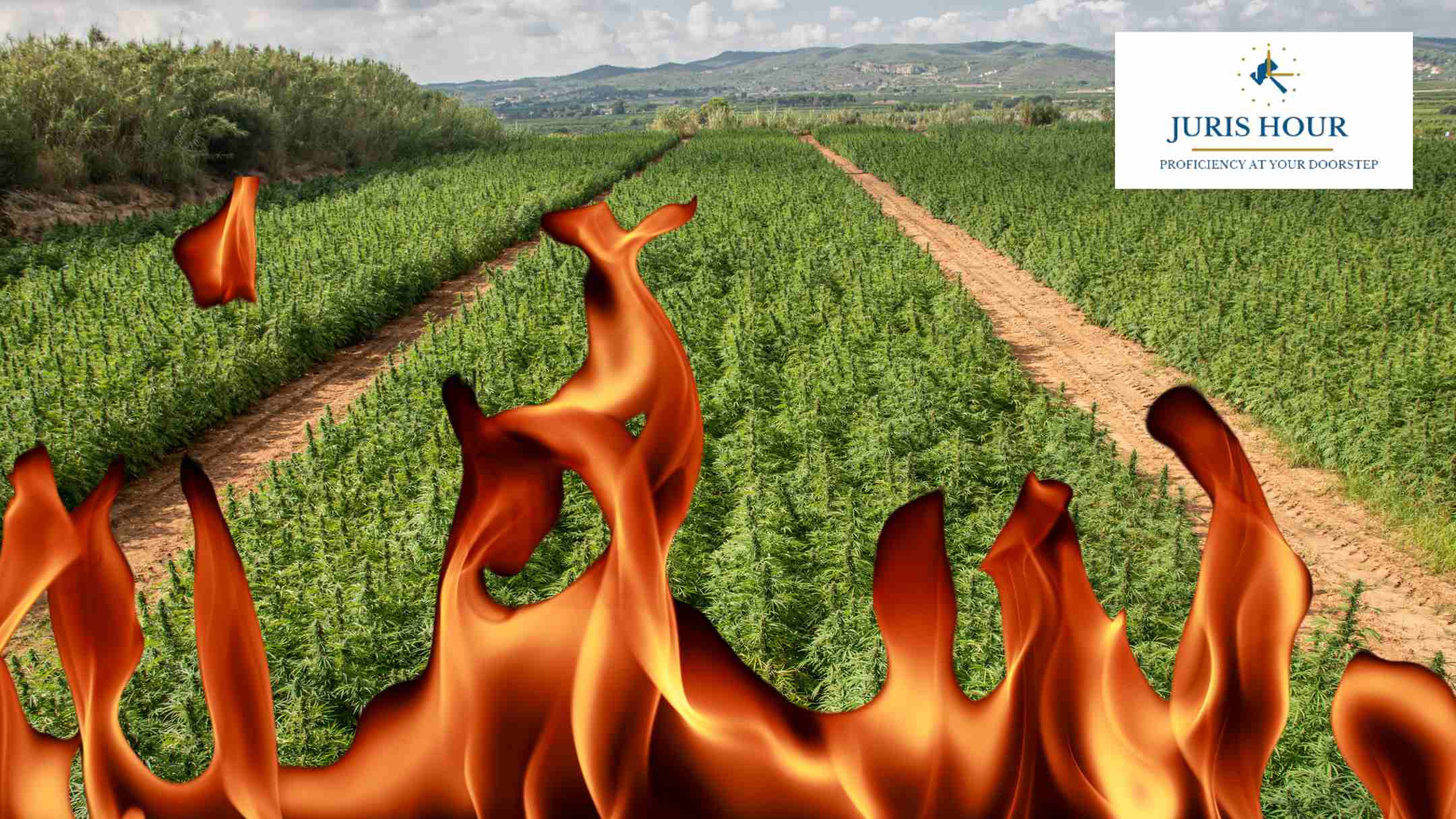 ‘Nasha Mukt Bharat’ Drive: DRI Destroys 9.49 Acres Of Illegally Cultivated Cannabis At Dhule District ‘Nasha Mukt Bharat’ Drive: DRI Destroys 9.49 Acres Of Illegally Cultivated Cannabis At Dhule District