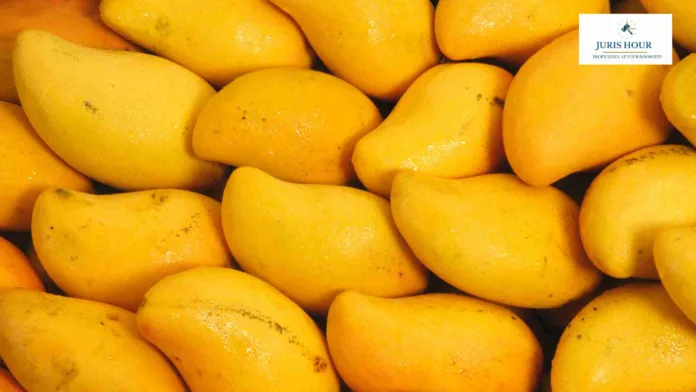 15 Mango Shipments from India Rejected by US Over Documentation Issues