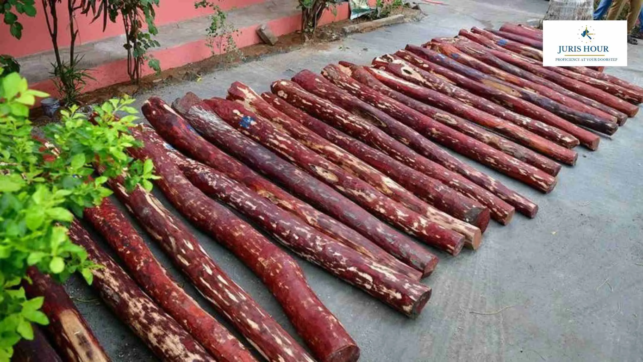 Disposal Of Red Sanders Seized By DRI And Customs Field Formations: CBIC