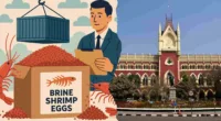 Imported Brine Shrimp Eggs Classified As ‘Prawn Feed’, 5% BCD Applicable: Calcutta High Court