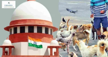 Supreme Court to Noida Resident in Stray Dog Feeding Row: Public Streets Aren’t Feeding Grounds
