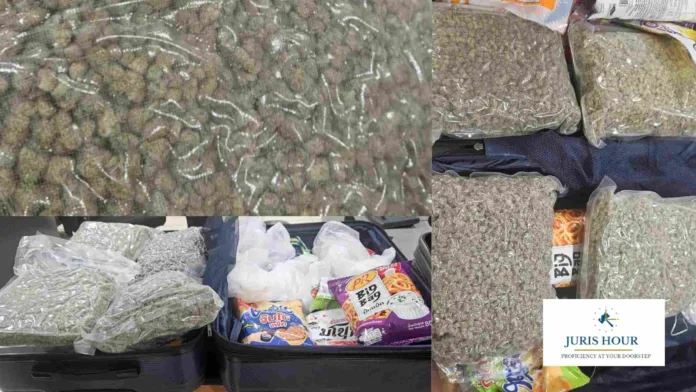 Cochin Customs AIU Seizes 4.1 kg Hybrid Ganja Worth Rs. 4 Crore 
