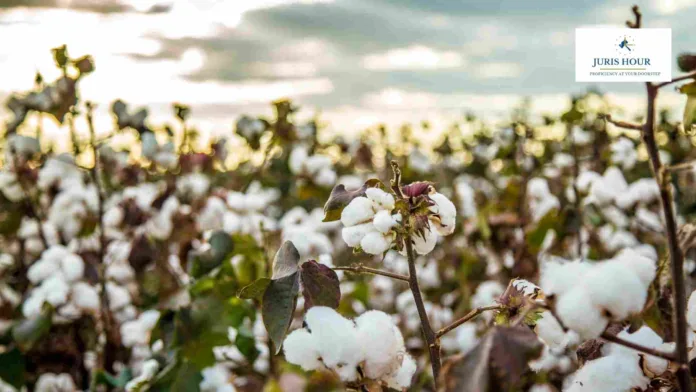 Govt. Extends Duty-Free Cotton Imports Till December 31 to Cushion Textile Sector from U.S. Tariffs