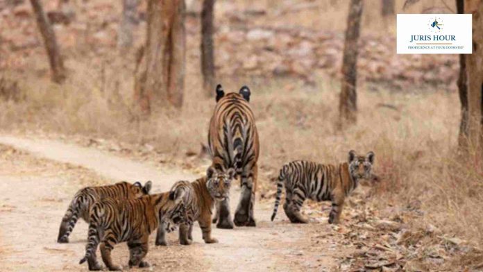 Panna Tiger Reserve: Officials Seek Clarification from IRS Officer, Wife Over Construction in Eco-Sensitive Zone
