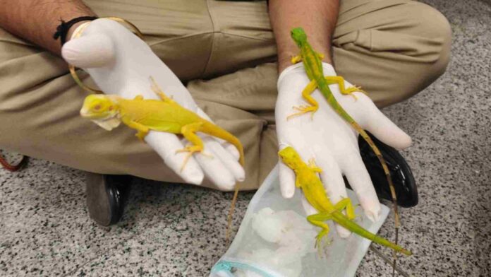 Passenger Caught Smuggling Exotic Wildlife at Hyderabad Airport, Arrested