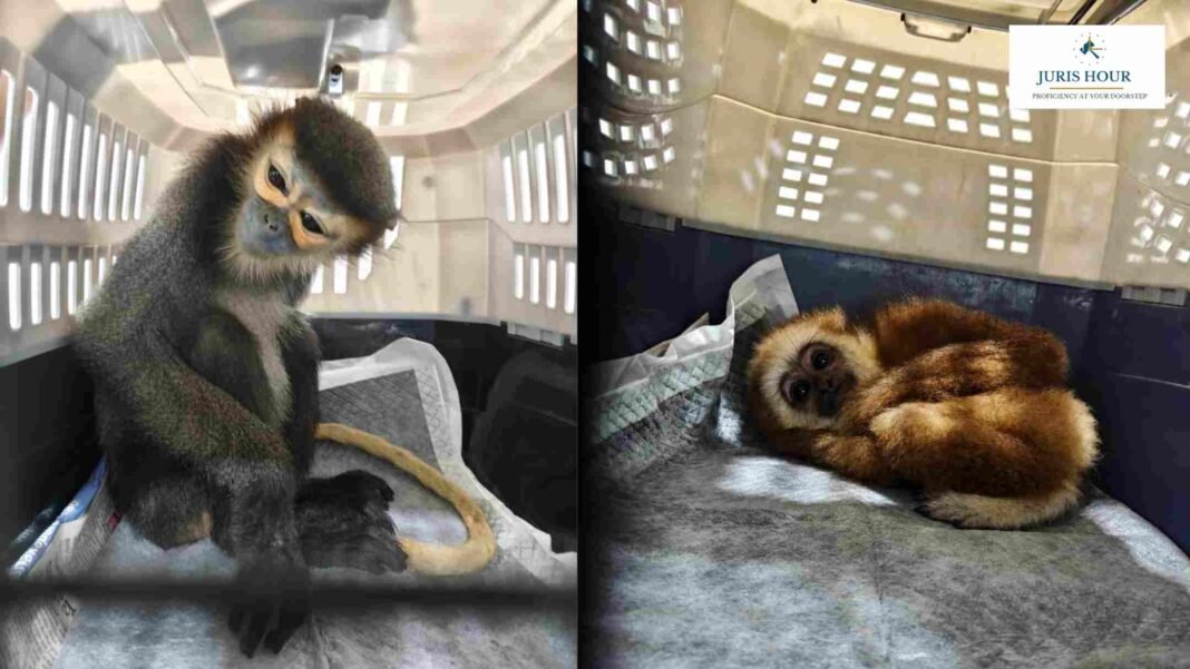 _Endangered Primates Wildlife Smuggling Attempt: Bengaluru Customs Seizes Endangered Primates