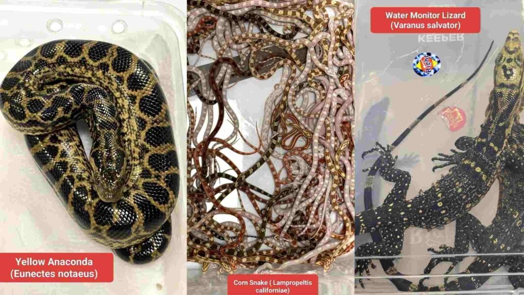 Exotic Wildlife Smuggling Exotic Wildlife Smuggling: Mumbai Customs Arrest Passenger