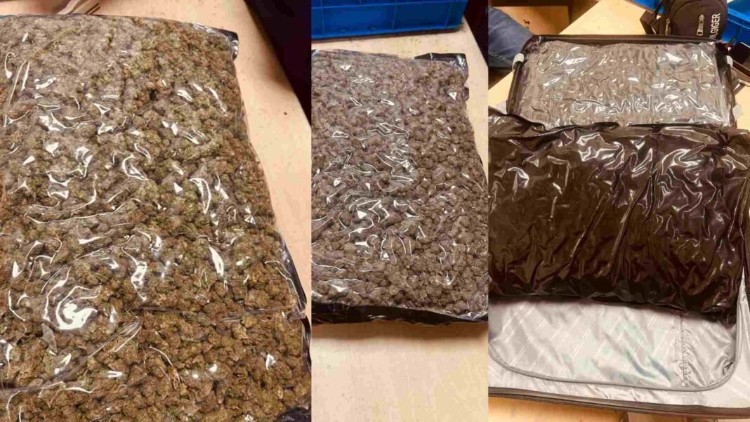 Ganja seized Delhi Customs Seizes Suspected Ganja Worth Rs. 7.21 Crore at IGI Airport