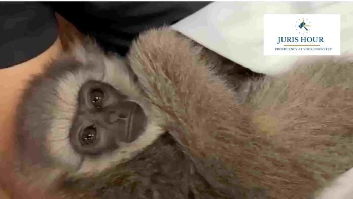 Mumbai Customs Seizes Endangered Silvery Gibbons From Passenger Arriving From Bangkok; One Arrested