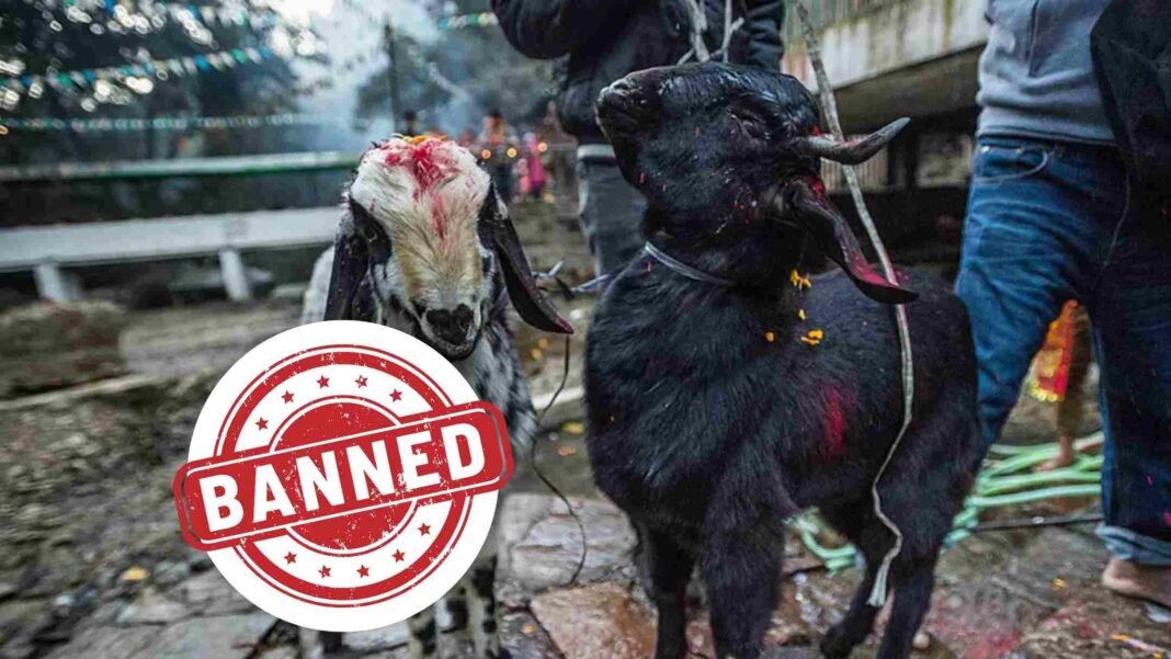 Madras High Court Bans Animal Sacrifice at Thiruparankundram Hill