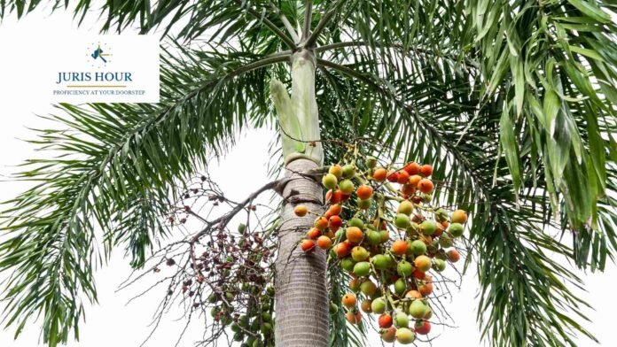 DGFT Prohibits Import of Areca Nuts Below Rs. 351 Per Kg