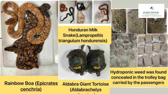 Smuggling | Mumbai Customs Seizes Rs. 44 Crore NDPS and Exotic Wildlife