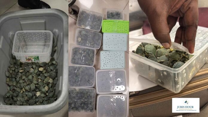 Trichy Customs Seizes 5,061 Exotic Turtles Smuggled from Kuala Lumpur