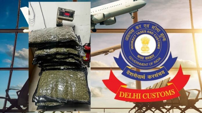 Delhi Customs Seizes 13.1 kg Ganja at IGI Airport; Passenger Arrested