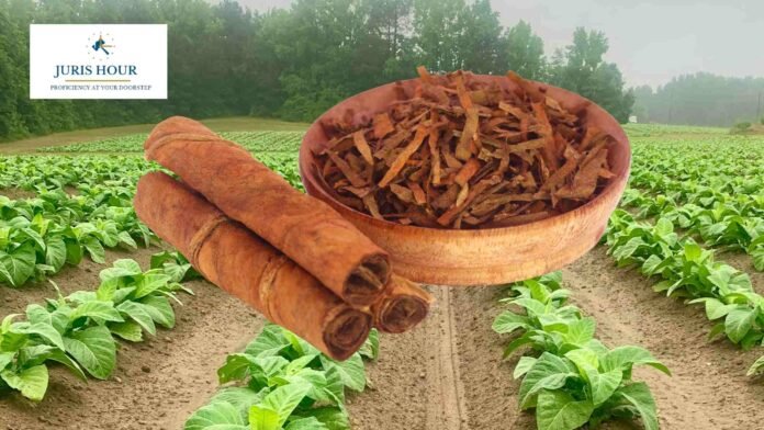 Threshing and Redrying of Tobacco Leaves Is Agricultural Processing, Not Taxable as BAS: CESTAT