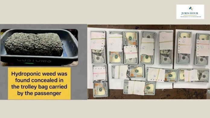 cbic hyderoponic weed Mumbai Customs Airport Zone–III Seizes Hydroponic Weed Worth Rs. 19.81 Crores, Foreign Currency of USD 1 Lakh