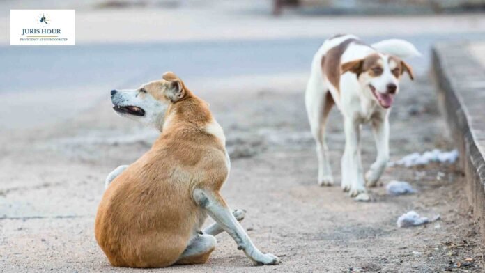 Supreme Court Upholds Directions to Remove Stray Dogs From Institutional Areas